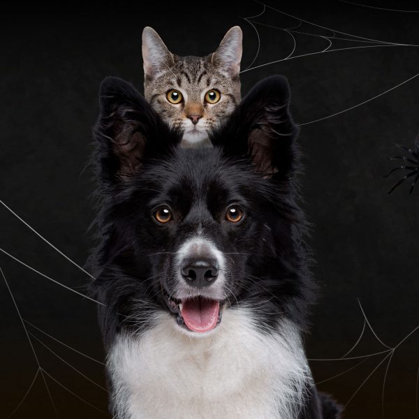 เหตุผลเบื้องหลังทำไมคนเราถึงยี้แมงมุม แต่รักหมาแมว